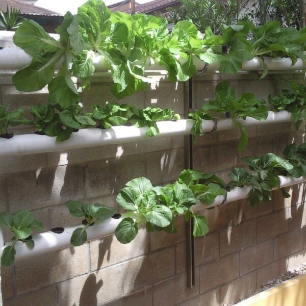 Hydroponics Plants Growth