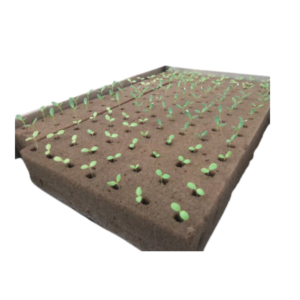 Oasis Grow Cubes for Seed Germination in Hydroponics | 156 Cubes in 1 Sheet | Easy to Use for Seed Germination
