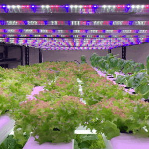 Hydroponics Full Spectrum Grow Light | 20 Watt Full Spectrum 380nm-730nm | Best for Commercial Growing