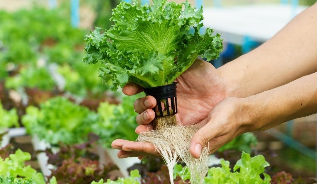 The Complete Guide to Root Rot Disease & How to Combat It on Hydroponics