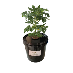 Hydroponic Dutch Bucket System - 10L Black, Food-Grade Material, Algae-Resistant with Lid